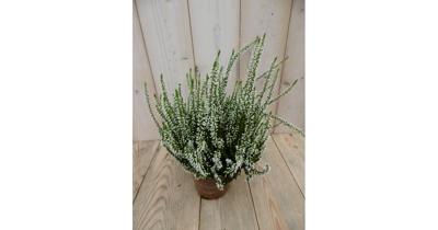 3 stuks! Heide Calluna wit Warentuin Natuurlijk - Warentuin natuurlijk