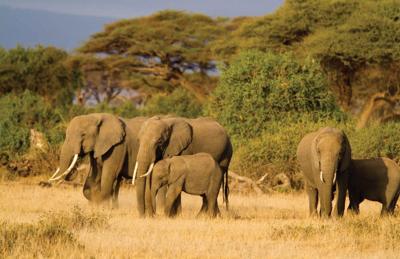 Olifanten 140x90cm Tuindoek Customize-it - Customize it