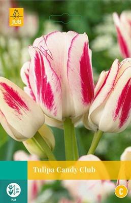 Tulp candy club 7 bollen