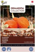 Zaden Ornamental Pompoen Golden Hubbard Buzzy - Buzzy - thumbnail
