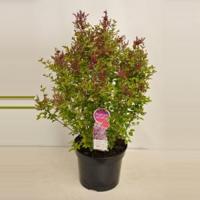 Dwergsering (syringa "Sugar Plum Fairy"®) - thumbnail