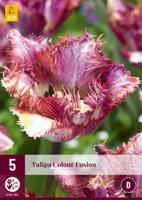 Tulp Colour Fusion 5 bollen - thumbnail