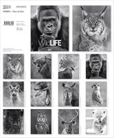 Wildlife face to Face Kalender 2026 - thumbnail