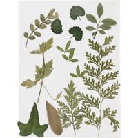 Creativ Company Gedroogde bloemen en bladeren, groen, 1 doos - thumbnail