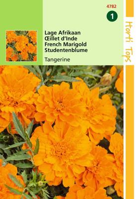 Zaden Tagetes lage Afrikaan Tangerine Hortitops - Hortitops