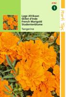 Zaden Tagetes lage Afrikaan Tangerine Hortitops - Hortitops - thumbnail