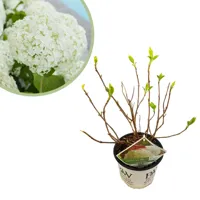 Hortensia Strong Annabelle - Hydrangea Arborescens - P19 - thumbnail