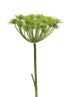 Heracleum groen 98 cm kunstbloem Buitengewoon de Boet - Buitengewoon de boet - thumbnail