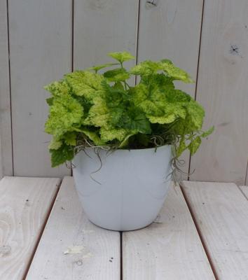 Kindje op moeders schoot witte pot 25 cm Warentuin Natuurlijk - Warentuin natuurlijk Kindje op moeders schoot witte pot 25 cm Warentuin Natuurlijk - Warentuin natuurlijk