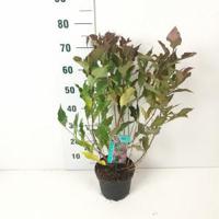 Weigela struik Red Prince - 40 - 50 cm - 7 stuks - thumbnail