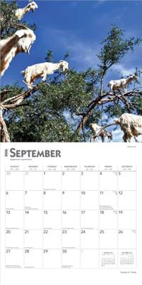 Goats in Trees Kalender 2026