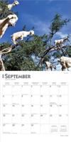 Goats in Trees Kalender 2026 - thumbnail