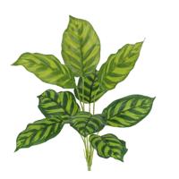 Calathea Maranta Kunstplant 40cm - thumbnail