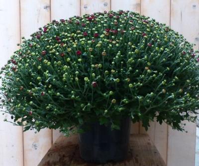 Bol Chrysant Koper GROOT Chrysanthemum Warentuin Natuurlijk - Warentuin natuurlijk