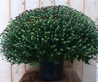 Bol Chrysant Koper GROOT Chrysanthemum Warentuin Natuurlijk - Warentuin natuurlijk - thumbnail
