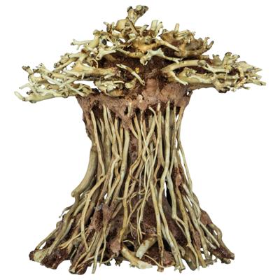 Bonsai Mushroom - S Bonsai Mushroom - S
