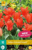 Tulp oriental beauty 7 bollen - thumbnail