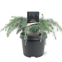 Himalayaceder - thumbnail