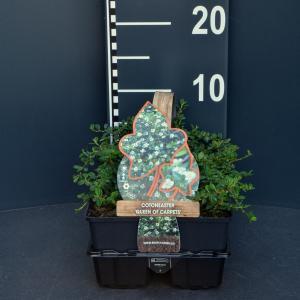 Dwergmispel (cotoneaster "Queen of Carpet") bodembedekker - 4-pack - 1 stuks
