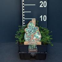 Dwergmispel (cotoneaster "Queen of Carpet") bodembedekker - 4-pack - 1 stuks - thumbnail