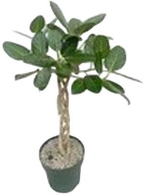 Ficus Altissima - Audrey Twisted Stem Potmaat 27 H100-110 kamerplant Beautanic Lifestyle - Beautanic lifestyle