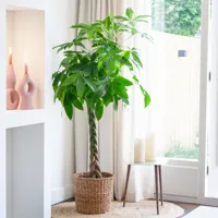 Pachira Aquatica - Geldboom plant - P24 - thumbnail