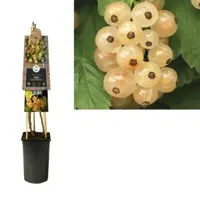 Aalbes Wit Ribes Rubrum White Pearl 75 cm klimplant - thumbnail