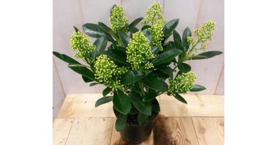 Skimmia wit 20 cm Warentuin Natuurlijk - Warentuin natuurlijk