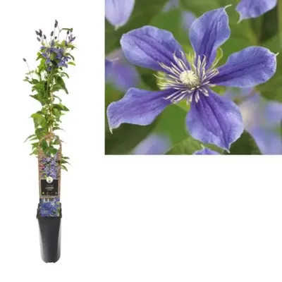 Blauwe bosrank (Clematis "Arabella") klimplant Blauwe bosrank (Clematis "Arabella") klimplant