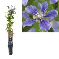 Blauwe bosrank (Clematis "Arabella") klimplant - thumbnail