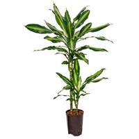 Dracaena cintho teresina M hydrocultuur plant - thumbnail