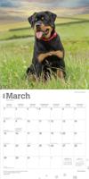 Rottweiler Kalender 2026 - thumbnail