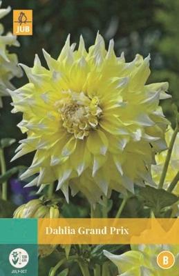 Dahlia Grand Prix geel/wit 1 bloembol Dahlia JUB - Jub