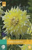 Dahlia Grand Prix geel/wit 1 bloembol Dahlia JUB - Jub - thumbnail