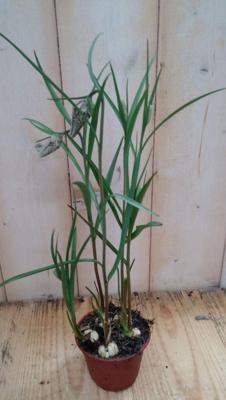 3 stuks! Bolletjes Kievitsbloem Fritillaria Warentuin Natuurlijk - Warentuin natuurlijk