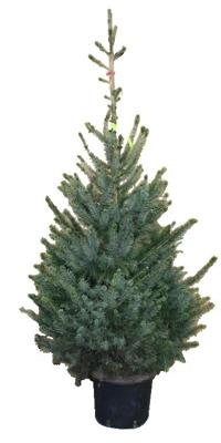 Kerstboom Warentuin Picea Omorika 100 - 125 cm in pot Warentuin Natuurlijk - Warentuin natuurlijk