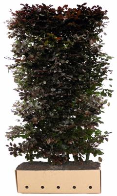 Kant & klaar haag Fagus sylvatica atropunicea 200 x 100 cm breed Rode beuk Quickhedge - Quickhedge