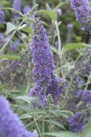 Vlinderstruik - thumbnail