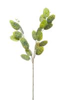 Lunaria spray x2 green 70 cm kunstplant Emerald - Emerald - thumbnail