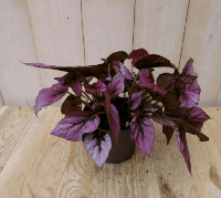 Bladbegonia rood Viridi kamerplant Warentuin Natuurlijk - Warentuin natuurlijk - thumbnail