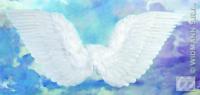 Gevederde vleugels wit 71x45cm - thumbnail