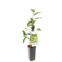 Kiwibes (Actinidia Arguta "Issai") fruitplanten - In 2 liter pot - 1 stuks - thumbnail