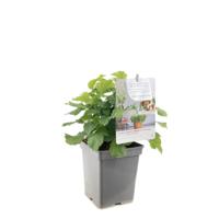 Rubus idaeus Sweet Sunshine fruitplant Fruithof - Fruithof - thumbnail