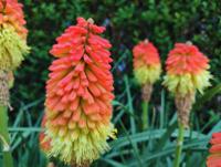 Vuurpijl - thumbnail