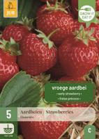 Aardbeienplanten Honeoye - thumbnail