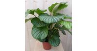 Calathea Orbifolia Pauwenplant groot groen blad met strepen 60 cm kamerplant Warentuin Natuurlijk - Warentuin natuurlijk - thumbnail