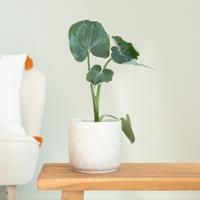 Xanthosoma Monstrosum Variegata - P11 - thumbnail