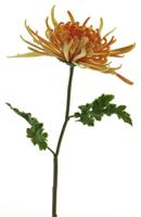 Chrysanthemum monaco peach 68cm - thumbnail