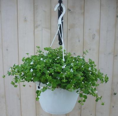 Hangplant Bacopa Warentuin Natuurlijk - Warentuin natuurlijk Hangplant Bacopa Warentuin Natuurlijk - Warentuin natuurlijk