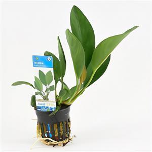 Anubias congensis - 6 stuks - aquarium plant Anubias congensis - 6 stuks - aquarium plant